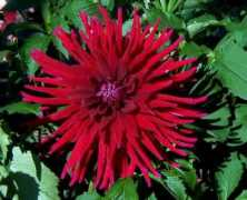 dahlias.net Juanita