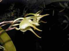 orchidspecies.com Jubault