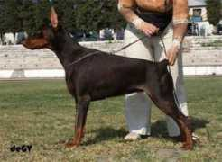 dobermann-review.com Jubilance