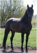 swedishprehorses.se Jubon
