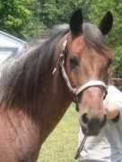 fairplayhorse.com Judeh