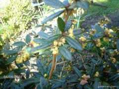 garden-en.com Julianin