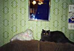 mac.citycat.ru Juliaz