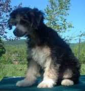 chinesecrested.cz Juliaz