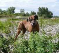 pantheraleo.sk Julil