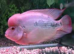 o-fish.com Juliono