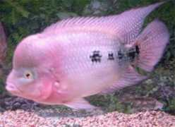 o-fish.com Juliono