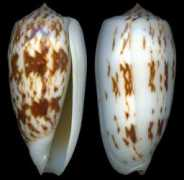 gastropods.com Jullii
