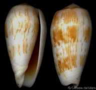 gastropods.com Jullii
