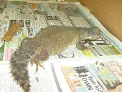 reptileforums.co.uk Jumali