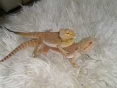 reptileforums.co.uk Jumali