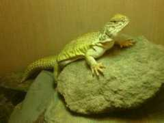 reptileforums.co.uk Jumali