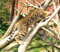 bengalkat.dk Jumanjii
