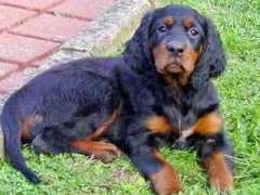 highlanders-gordon-setter.de Jumera