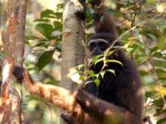 gibbons.de Juminten