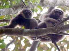 gibbons.de Juminten