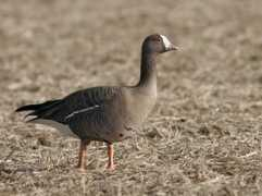 birdforum.net Junam