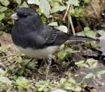 Junco