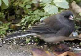 Junco