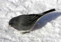 de.northrup.org Juncos