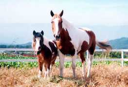 nihontrekking.com Juneboy