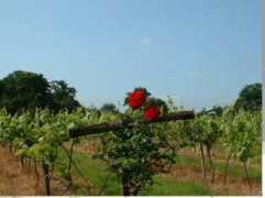 harbournevineyard.co.uk Junero