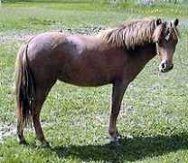 miniatureequine.com Junert