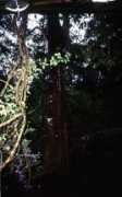 Jungl