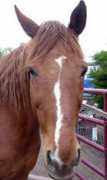 lastchancefarm.net Juniior
