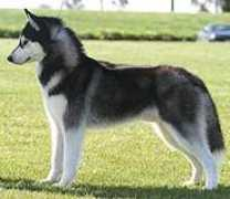 siberianhuskyvic.org.au Juniord