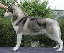 siberianhuskyvic.org.au Juniord