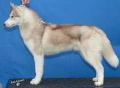siberianhuskyvic.org.au Juniord