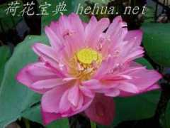 hehua.net Junj