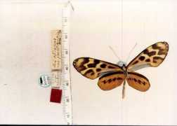 butterfliesofamerica.com Juntana