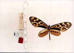butterfliesofamerica.com Juntana