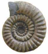 Jurass