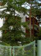 panoramio.com Jurata