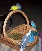 beaksbirdhouse.com Jurinek