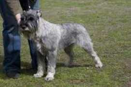latvian-schnauzer.lv Jurita