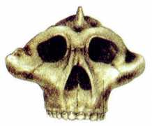 noanswersingenesis.org.au Jurmain