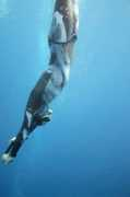 freedivecentral.com Jurov