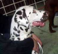 dalmatian.ru Juslan