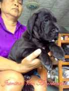 Jusmine
