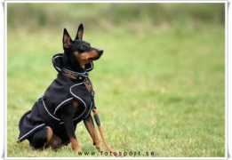 Jussi