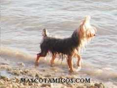 mascotamigos.com Justhin