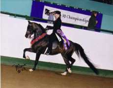 showhorsetraining.com Justinger
