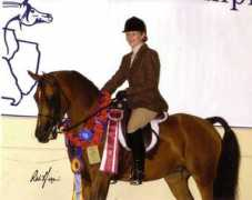 showhorsetraining.com Justinger