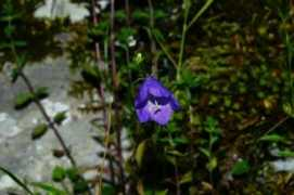 .arnes.si Justiniana
