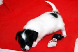 painted-diamond.ch Justinlove