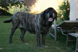 desertknightmastiffs.com Justinlove